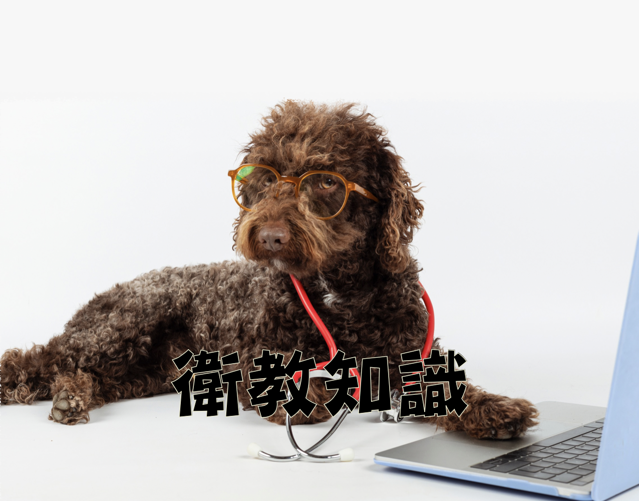 犬貓春夏常見疾病與預防